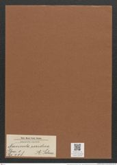 Navicula residua A.Schm. (de-Toni-Nr.: Genus 1, Species 408) Zeichnungen Sammlung Grunow Mappe 00376 (Herbarium_W_Grunow_drawings_Folder_00376)